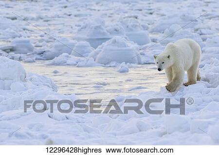 Stock Photograph - Polar bear (ursus maritimus) along the Hudson Bay coast waiting for the bay to freeze over; Manitoba, Canada. Fotosearch