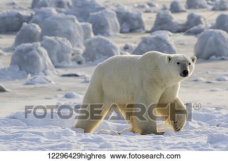 Polar bear (ursus maritimus) along the Hudson Bay coast waiting for the bay to freeze over; Manitoba, Canada View Large Photo Image Stock Photograph - Polar bear (ursus maritimus) along the Hudson Bay coast waiting for the bay to freeze over; Manitoba, Canada. Fotosearch