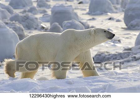 Stock Photograph - Polar bear (ursus maritimus) along the Hudson Bay coast waiting for the bay to freeze over; Manitoba, Canada. Fotosearch