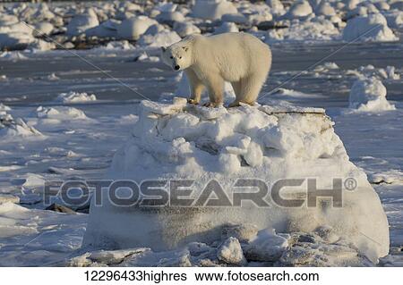 Polar bear (ursus maritimus) along the Hudson Bay coast waiting for the bay to freeze over; Manitoba, Canada View Large Photo Image Stock Photograph - Polar bear (ursus maritimus) along the Hudson Bay coast waiting for the bay to freeze over; Manitoba, Canada. Fotosearch
