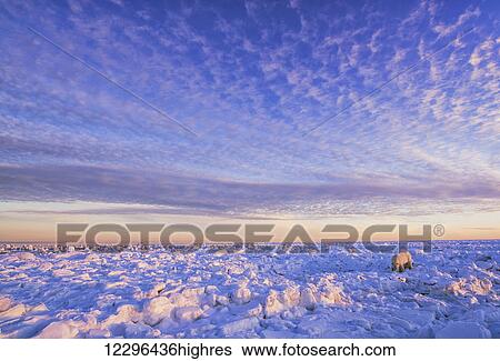 Polar bear (ursus maritimus) along the Hudson Bay coast at sunset waiting for the bay to freeze over; Churchill, Manitoba, Canada View Large Photo Image Stock Photograph - Polar bear (ursus maritimus) along the Hudson Bay coast at sunset waiting for the bay to freeze over; Churchill, Manitoba, Canada. Fotosearch