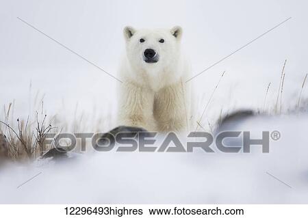 Polar bear (ursus maritimus) in a blizzard; Churchill, Manitoba, Canada View Large Photo Image Stock Photograph - Polar bear (ursus maritimus) in a blizzard; Churchill, Manitoba, Canada. Fotosearch