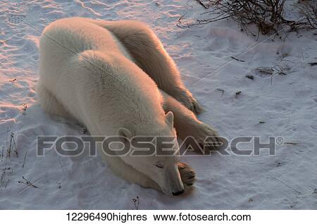 Stock Photograph - Polar bear (ursus maritimus) sleeping in the morning light, near Churchill; Manitoba, Canada. Fotosearch