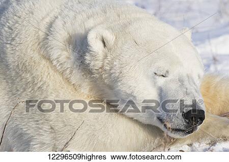 Stock Photograph - Polar bear (Ursus Maritimus) sleeping; Churchill, Manitoba, Canada. Fotosearch