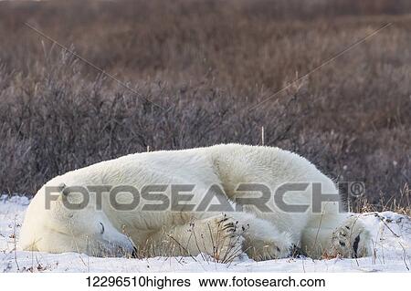 Stock Photograph - Polar bear (Ursus Maritimus) sleeping; Churchill, Manitoba, Canada. Fotosearch