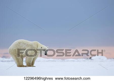 Polar bear (ursus maritimus) standing on the snow at sunrise; Churchill, Manitoba, Canada View Large Photo Image Stock Photograph - Polar bear (ursus maritimus) standing on the snow at sunrise; Churchill, Manitoba, Canada. Fotosearch