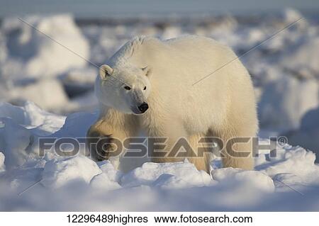 Polar Bear (ursus maritimus); Churchill, Manitoba, Canada View Large Photo Image Stock Photograph - Polar Bear (ursus maritimus); Churchill, Manitoba, Canada. Fotosearch