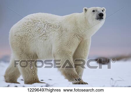 Stock Photograph - Polar bear (ursus maritimus); Churchill, Manitoba, Canada. Fotosearch