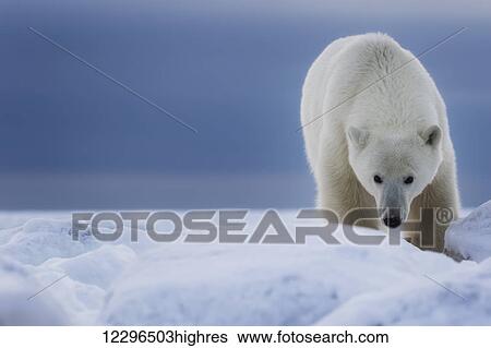 Polar bear (Ursus Maritimus); Churchill, Manitoba, Canada View Large Photo Image Stock Photograph - Polar bear (Ursus Maritimus); Churchill, Manitoba, Canada. Fotosearch