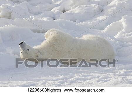 Stock Photograph - Polar bear (Ursus Maritimus); Churchill, Manitoba, Canada. Fotosearch