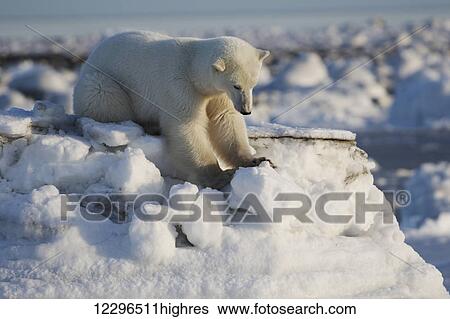 Polar bear (Ursus Maritimus); Churchill, Manitoba, Canada View Large Photo Image Stock Photograph - Polar bear (Ursus Maritimus); Churchill, Manitoba, Canada. Fotosearch