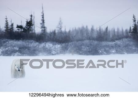 Stock Photograph - Polar bear (ursus maritimus) walking in a blizzard; Churchill, Manitoba, Canada. Fotosearch
