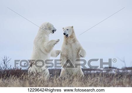 Stock Photograph - Polar bears sparring on the coast of Hudson Bay; Manitoba, Canada. Fotosearch