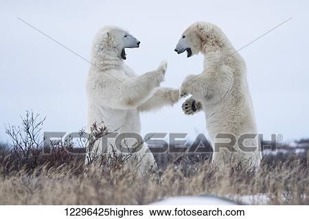 Polar bears sparring on the coast of Hudson Bay; Manitoba, Canada View Large Photo Image Stock Photograph - Polar bears sparring on the coast of Hudson Bay; Manitoba, Canada. Fotosearch
