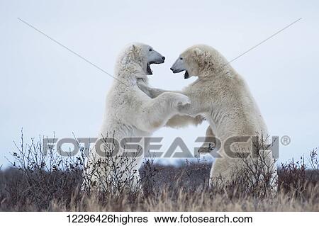 Polar bears sparring on the coast of Hudson Bay; Manitoba, Canada View Large Photo Image Stock Photograph - Polar bears sparring on the coast of Hudson Bay; Manitoba, Canada. Fotosearch