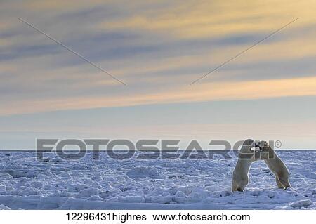 Stock Photograph - Polar bears (ursus maritimus) sparring on the coast of Hudson Bay; Manitoba, Canada. Fotosearch