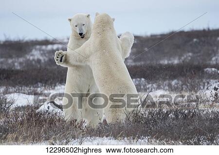 Polar bears (ursus maritimus) sparring on the coast of Hudson Bay; Manitoba, Canada View Large Photo Image Stock Photograph - Polar bears (ursus maritimus) sparring on the coast of Hudson Bay; Manitoba, Canada. Fotosearch
