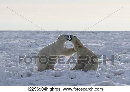 Stock Photograph - Polar bears (ursus maritimus) sparring on the coast of Hudson Bay; Churchill, Manitoba, Canada. Fotosearch