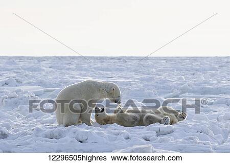 Polar bears (ursus maritimus) sparring on the coast of Hudson Bay; Churchill, Manitoba, Canada View Large Photo Image Stock Photograph - Polar bears (ursus maritimus) sparring on the coast of Hudson Bay; Churchill, Manitoba, Canada. Fotosearch