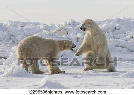 Stock Photograph - Polar bears (ursus maritimus) sparring on the coast of Hudson Bay; Churchill, Manitoba, Canada. Fotosearch