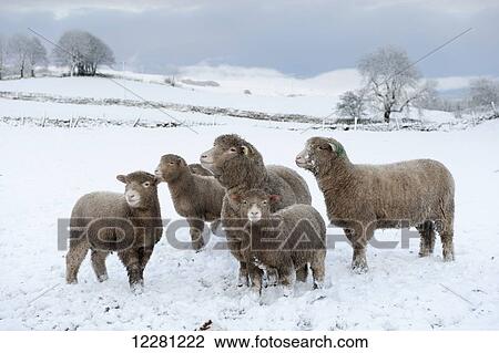 Poll Dorset sheep and their lambs braving the winter conditions; Wensleydale, England View Large Photo Image Stock Image - Poll Dorset sheep and their lambs braving the winter conditions; Wensleydale, England. Fotosearch