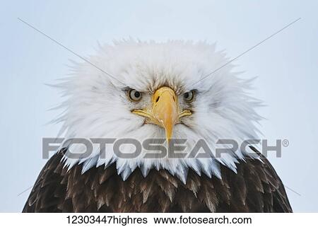 Stock Photograph - Portrait of a Bald Eagle puffed up at 25 degrees below zero, Homer, Kenai Peninsula, Southcentral Alaska. Fotosearch