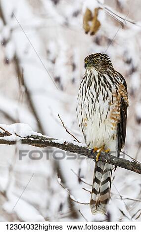 Portrait of a bird sitting on a tree branch in winter; Montreal, Quebec, Canada View Large Photo Image Stock Photograph - Portrait of a bird sitting on a tree branch in winter; Montreal, Quebec, Canada. Fotosearch