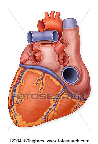 Stock Photograph - Posterior view of a normal heart and it's arteries. Fotosearch