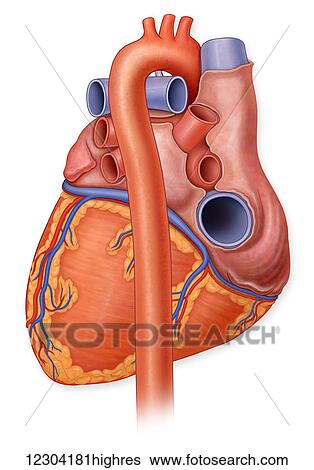 Stock Photograph - Posterior view of a normal heart and it's arteries. Fotosearch