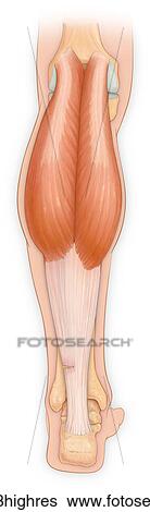Stock Photograph - Posterior view of the leg with achilles tendon showing gastrocnemius muscle. Fotosearch