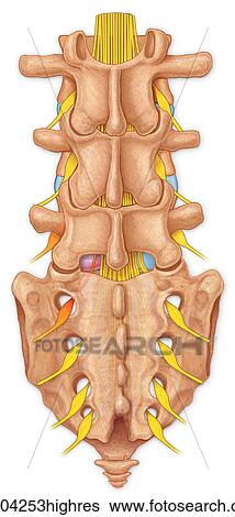 Posterior view of the lumbar spine showing a bulging disk and compressed spinal roots View Large Photo Image Stock Photograph - Posterior view of the lumbar spine showing a bulging disk and compressed spinal roots. Fotosearch