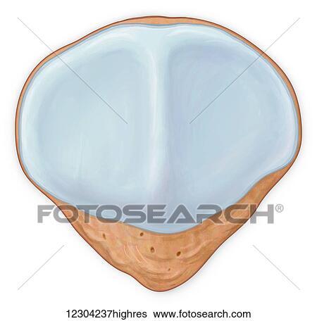 Stock Photograph - Posterior view patellar surface showing normal cartilage. Fotosearch