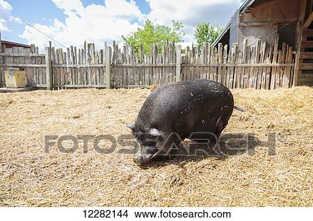 Pot-bellied pig on farm; Caledon, Ontario, Canada View Large Photo Image Picture - Pot-bellied pig on farm; Caledon, Ontario, Canada. Fotosearch