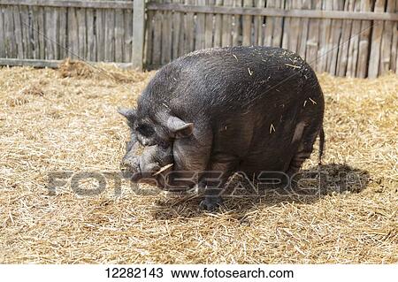 Stock Image - Pot-bellied pig on farm; Caledon, Ontario, Canada. Fotosearch