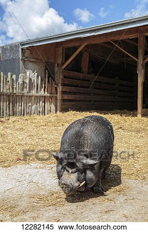 Pot-bellied pig on farm; Caledon, Ontario, Canada View Large Photo Image Stock Photography - Pot-bellied pig on farm; Caledon, Ontario, Canada. Fotosearch