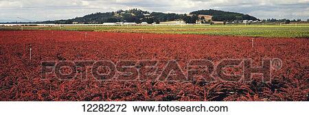 Stock Image - Potted Barberry bushes dominate the foreground at a plant nursery in the Pacific Northwest in early autumn; Silverton, Oregon, United States of America. Fotosearch