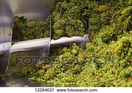 Process of grapes being made into wine; Stellenbosch, Gautang, South Africa View Large Photo Image Stock Photo - Process of grapes being made into wine; Stellenbosch, Gautang, South Africa. Fotosearch