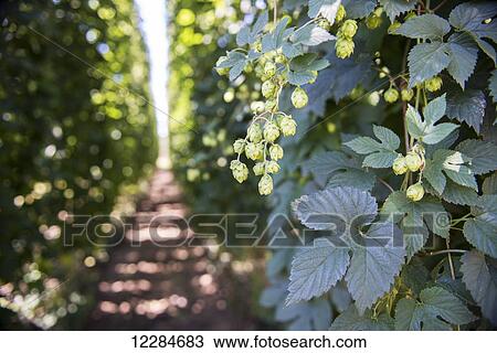 Production of hops (Humulus lupulus) for beer brewing; George, Western Cape, South Africa View Large Photo Image Stock Image - Production of hops (Humulus lupulus) for beer brewing; George, Western Cape, South Africa. Fotosearch