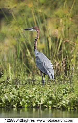 Profile of a goliath heron (Ardea goliath) standing in the green undergrowth near a lake with papyrus reeds in the background; Kenya View Large Photo Image Stock Photograph - Profile of a goliath heron (Ardea goliath) standing in the green undergrowth near a lake with papyrus reeds in the background; Kenya. Fotosearch