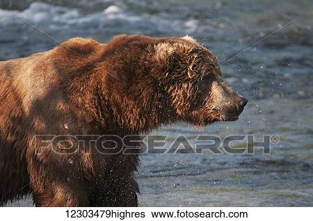 Stock Photograph - Profile of a large, dominant Brown bear standing along Brooks River, Katmai National Park, Southwest Alaska. Fotosearch