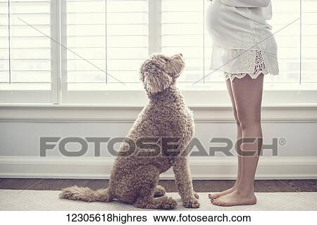 Profile of a sitting dog looking up at pregnant barefoot woman in front of a window; Toronto, Ontario, Canada View Large Photo Image Stock Photograph - Profile of a sitting dog looking up at pregnant barefoot woman in front of a window; Toronto, Ontario, Canada. Fotosearch