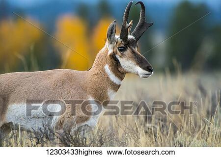 Pronghorn Antelope (Antilocapra americana), Grand Teton National Park; Wyoming, United States of America View Large Photo Image Stock Photograph - Pronghorn Antelope (Antilocapra americana), Grand Teton National Park; Wyoming, United States of America. Fotosearch
