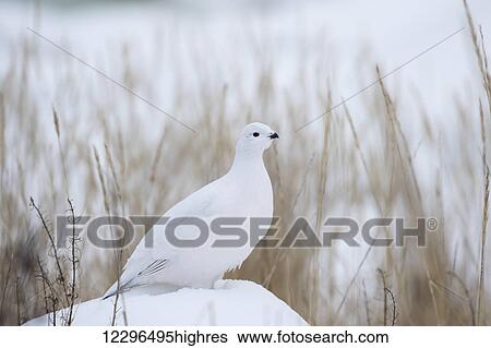 Stock Photograph - Ptarmigan (Lagopus); Churchill, Manitoba, Canada. Fotosearch