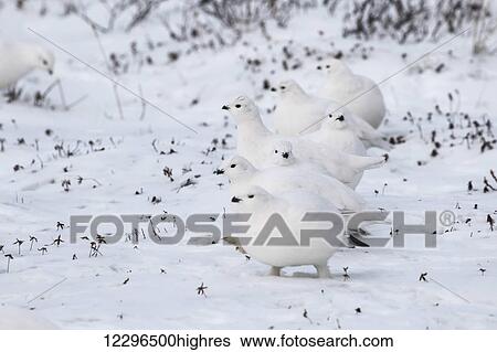 Stock Photograph - Ptarmigan (Lagopus); Churchill, Manitoba, Canada. Fotosearch