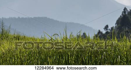 Picture - Punakha Valley; Thimphu, Bhutan. Fotosearch