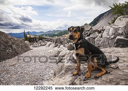 Stock Photography - Puppy stops for a portrait while hiking through the trails of the Frank Slide Interpretive Centre in Crowsnest Pass; Alberta, Canada. Fotosearch