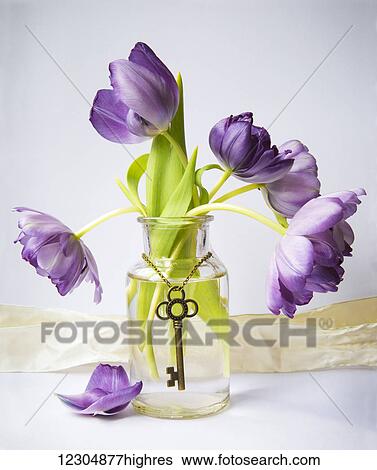 Stock Photograph - Purple tulips in a vase with an antique key hanging gracefully around the vase; Chilliwack, British Columbia, Canada. Fotosearch