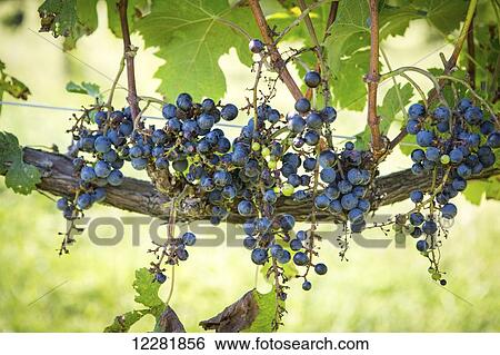 Stock Photograph - Purple wine grapes growing on vine; Maryland, United States of America. Fotosearch
