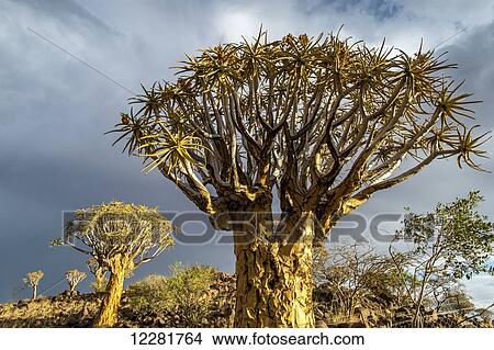 Picture - Quiver tree (Aloe dichotoma) forest in the Playground of the Giants; Keetmanshoop, Namibia. Fotosearch