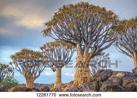 Stock Image - Quiver tree (Aloe dichotoma) forest in the Playground of the Giants; Keetmanshoop, Namibia. Fotosearch